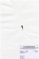 藏品(短尖假羽藻)的圖片